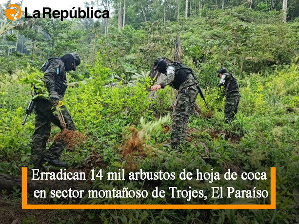 Erradican 14 mil arbustos de hoja de coca en sector montañoso de Trojes, El Paraíso - Cover Image